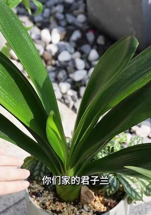 君子兰开花多需要哪种肥料？