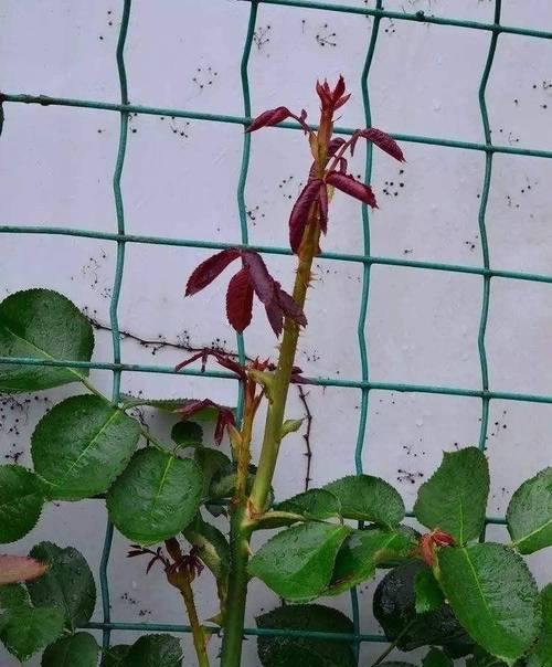 月季冒笋芽但不长花苞怎么办？如何促进花苞的形成？