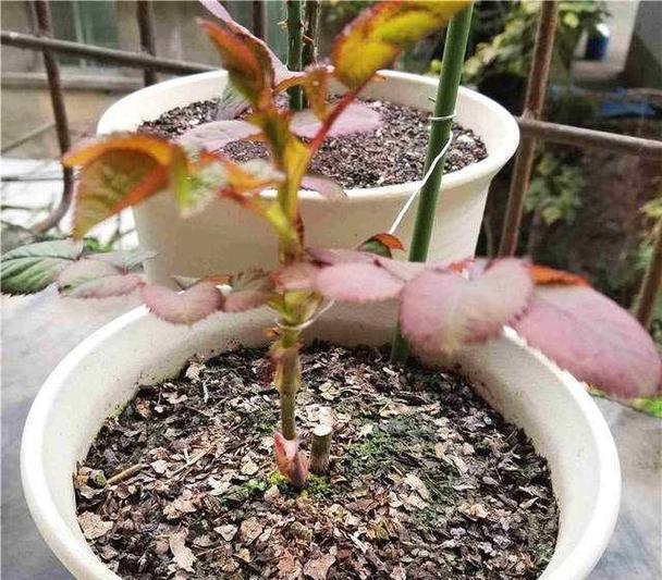 月季冒笋芽但不长花苞怎么办？如何促进花苞的形成？
