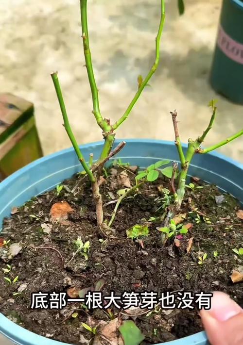 月季冒笋芽但不长花苞怎么办？如何促进花苞的形成？