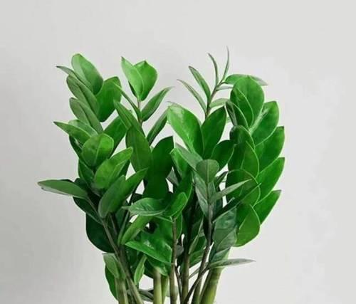 背光观赏植物有哪些品种？背光植物养护要点是什么？