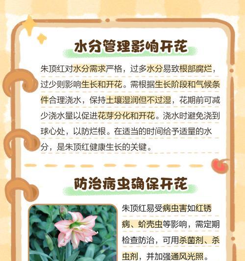 朱顶红不开花的原因是什么？