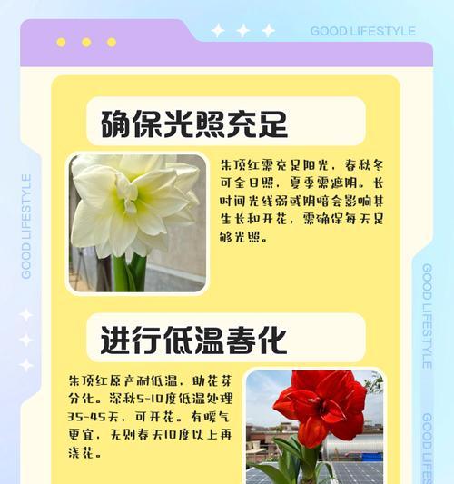 朱顶红不开花的原因是什么？