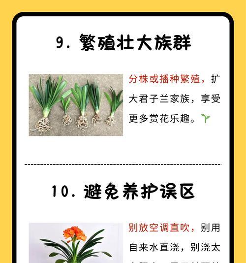 老胡的君子兰怎么养护？君子兰的日常养护技巧有哪些？