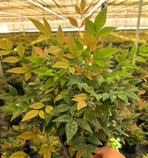 哪些品种属于顶级观赏植物？