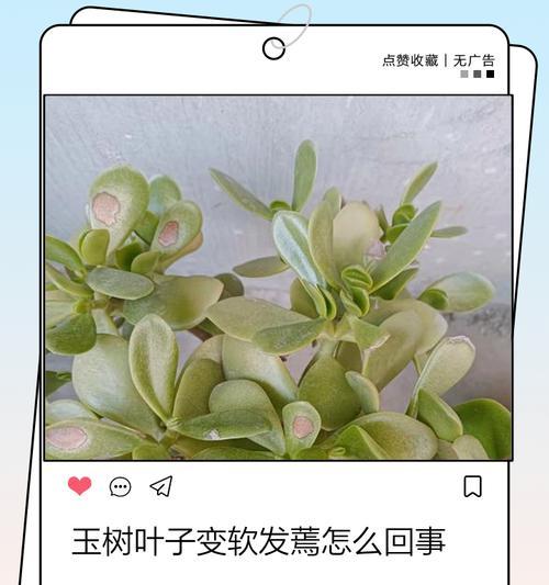 玉树叶子发黄但质地不软时应如何处理？