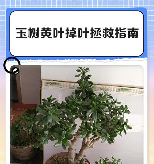 玉树叶子发黄但质地不软时应如何处理？