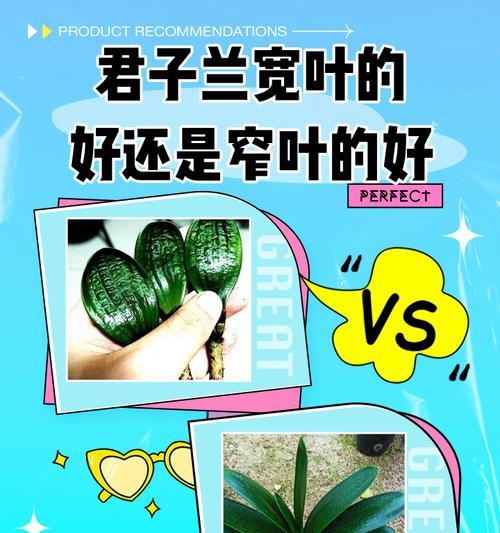 君子兰适合使用哪种类型的灯光？