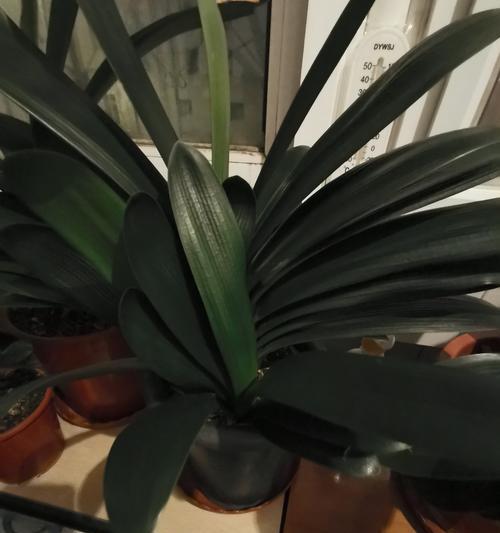 君子兰适合使用哪种类型的灯光？
