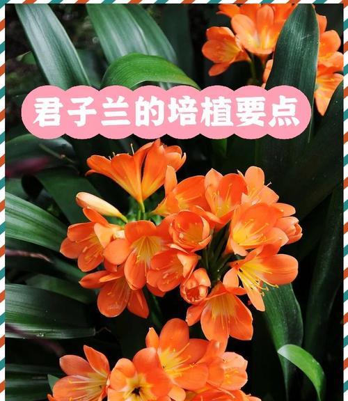 君子兰适合使用哪种类型的灯光？