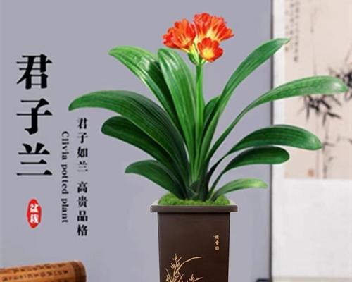 大苗君子兰栽植方法是什么？