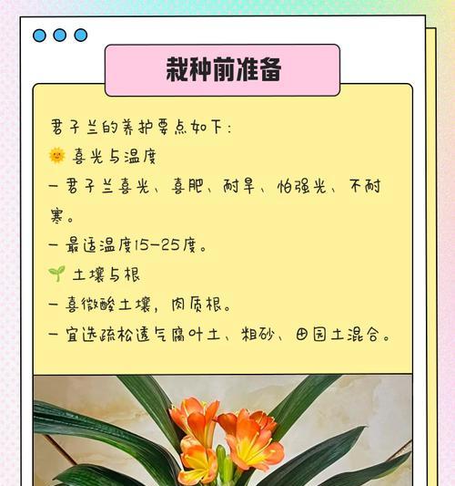 大苗君子兰栽植方法是什么？