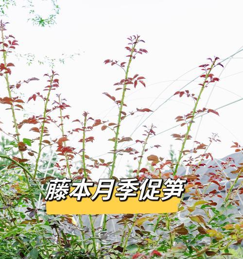 夏天如何管理月季的枝条？