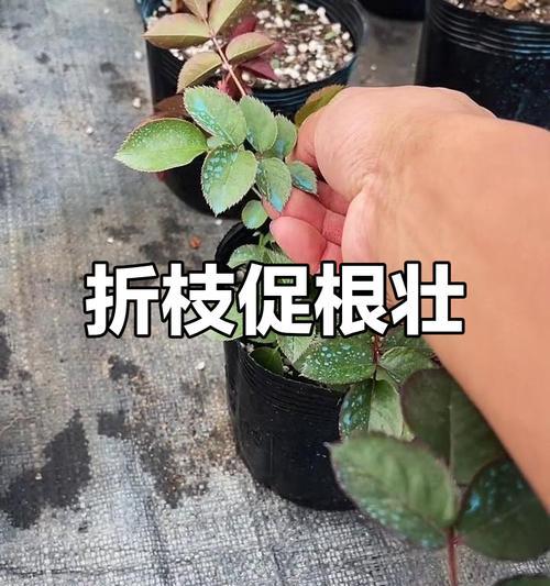 夏天如何管理月季的枝条？
