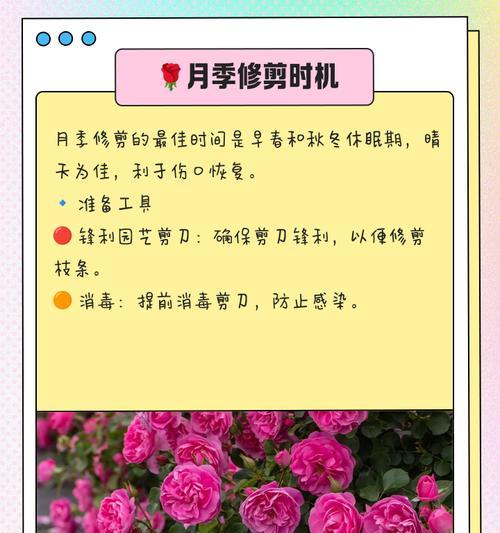 夏天如何管理月季的枝条？