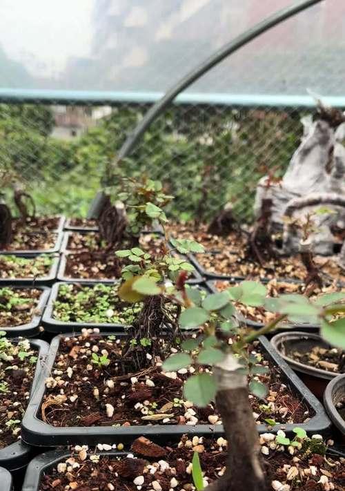 嫁接月季树桩种植技巧有哪些？