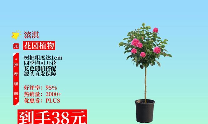 嫁接月季树桩种植技巧有哪些？