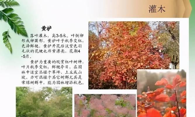 观赏植物有哪些常见种类及其特征？