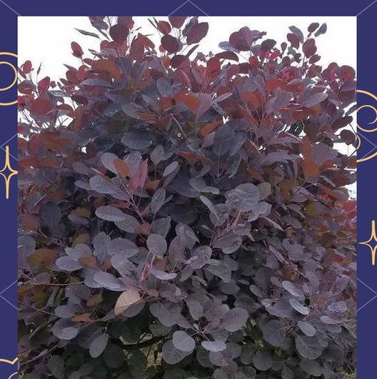 观赏植物有哪些常见种类及其特征？