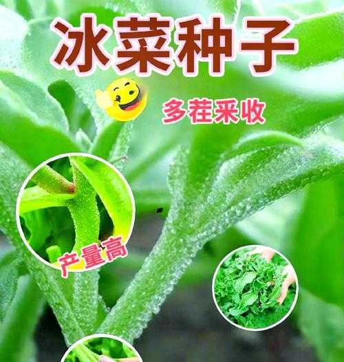 冰菜的最佳播种季节是什么时候？