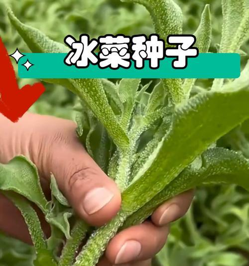 冰菜的最佳播种季节是什么时候？