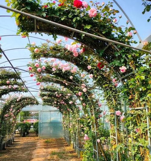 月季花柱的搭建技巧有哪些？