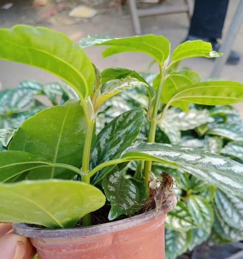 哪些热带植物适合在水中漂浮生长？