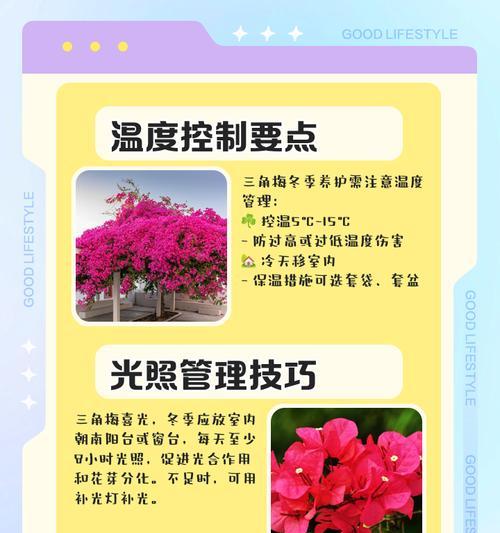 套盆种三角梅怎么浇水？浇水的正确方法是什么？