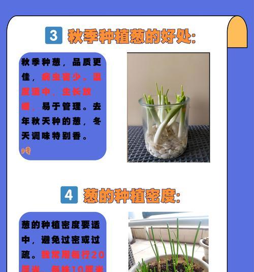 大葱带根栽培的关键技术要点是什么？