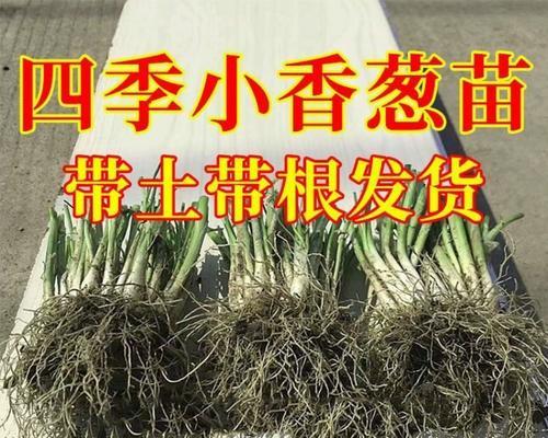 大葱带根栽培的关键技术要点是什么？