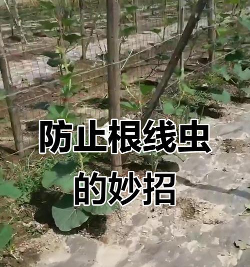 大葱带根栽培的关键技术要点是什么？