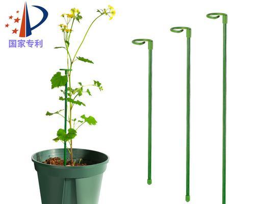 爬藤月季立体支架的固定方法是什么？