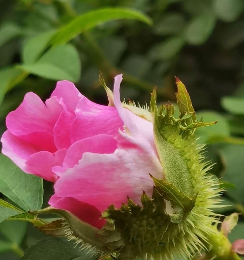 木本植物盆栽蔷薇怎么养？盆栽蔷薇的养护要点有哪些？