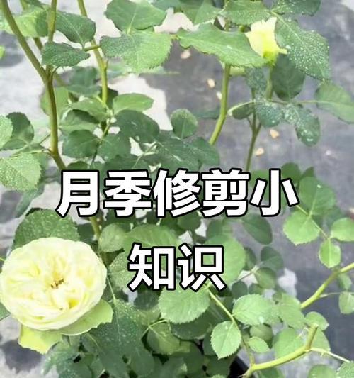 月季分枝条太多如何修剪？