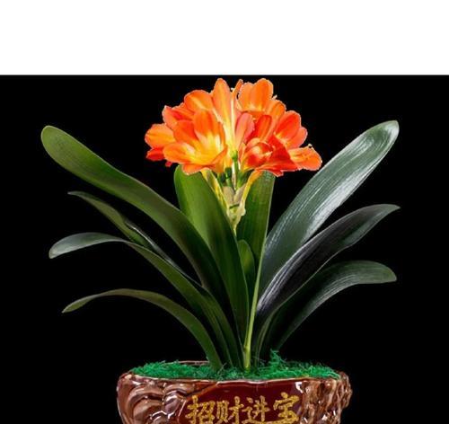 水培君子兰如何养根？有哪些有效的养根方法？