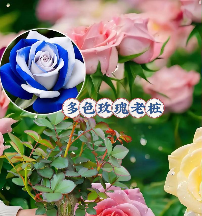 月季老桩大花朵的养护技巧是什么？