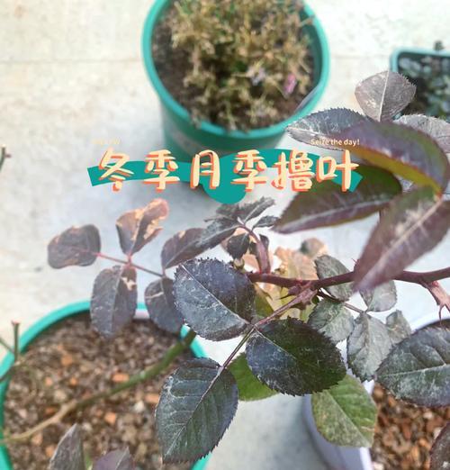 月季老桩大花朵的养护技巧是什么？