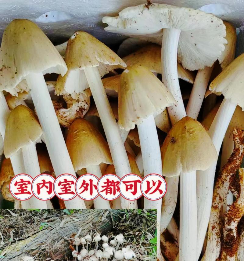 林下菌种栽培的关键技术要点是什么？如何提高栽培成功率？