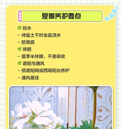 新手如何养天竺葵？天竺葵养护的要点有哪些？