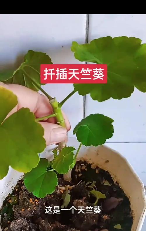 新手如何养天竺葵？天竺葵养护的要点有哪些？