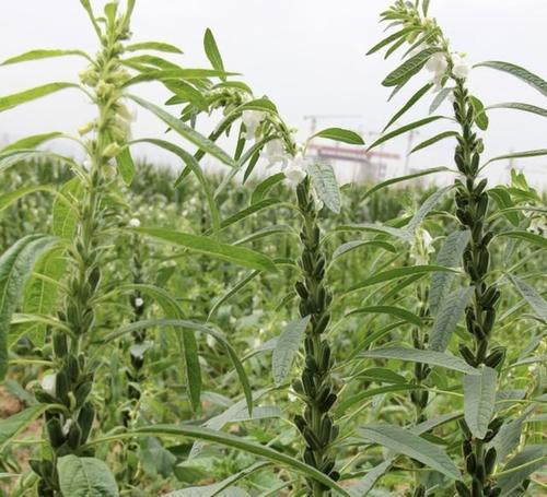 播种芝麻苗的最佳季节是什么时候？