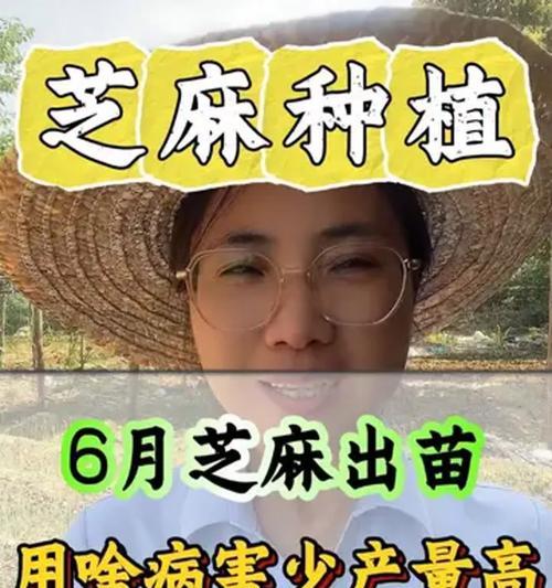 播种芝麻苗的最佳季节是什么时候？