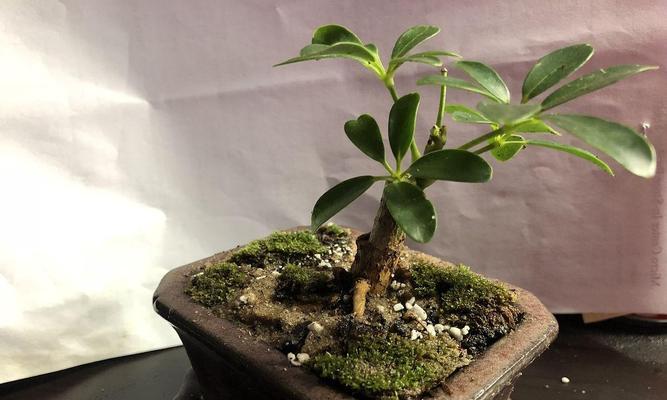 杨梅起垄栽培的关键技术是什么？