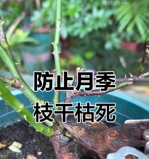 月季老枝条压弯的方法是什么？
