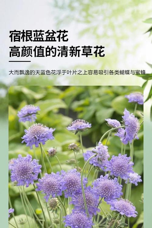 适合种野生的花卉品种有哪些？如何选择适合的土壤和环境？