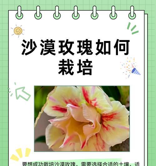 适合种野生的花卉品种有哪些？如何选择适合的土壤和环境？
