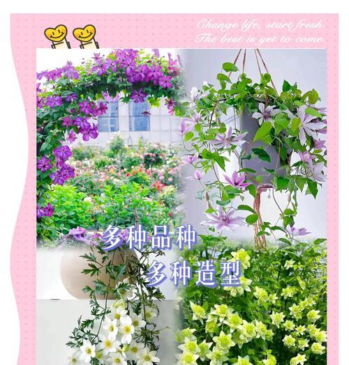 铁线莲种植和养护的技巧是什么？怎样才能养好？
