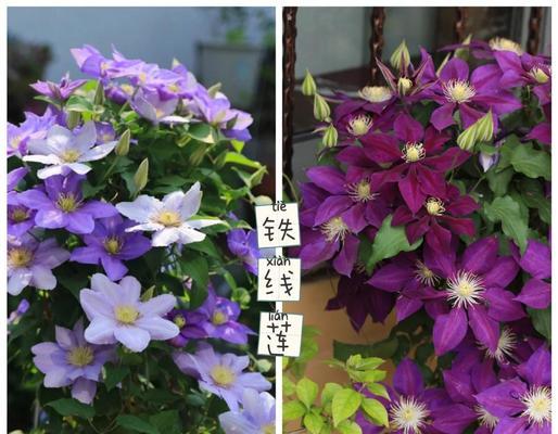 铁线莲种植和养护的技巧是什么？怎样才能养好？