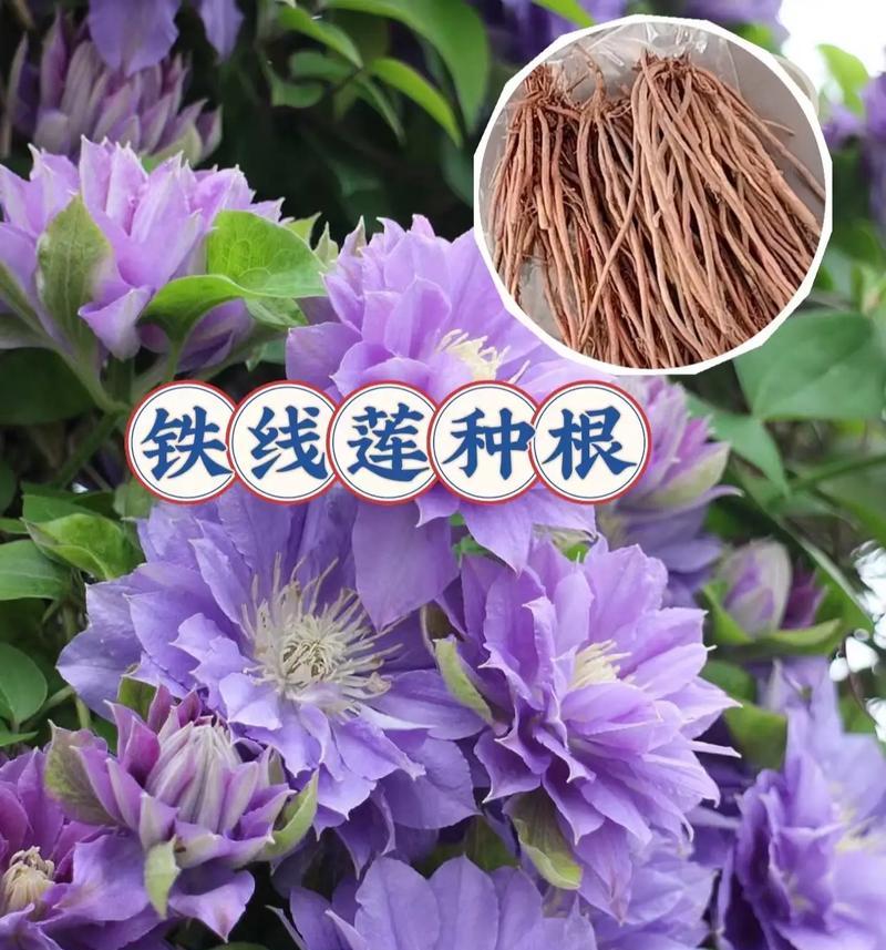 铁线莲种植和养护的技巧是什么？怎样才能养好？