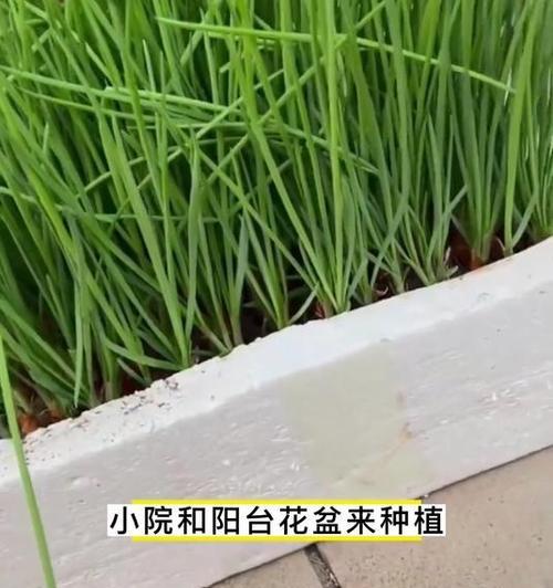 自制小葱盆栽肥料的简单方法是什么？